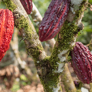 TARAPOTO POR LA RUTA DEL CACAO 04 DÍAS | 03 NOCHES