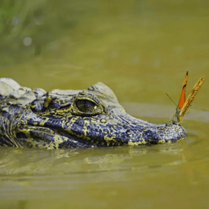ECO-AMAZONIA 02 DÍAS | 01 NOCHES